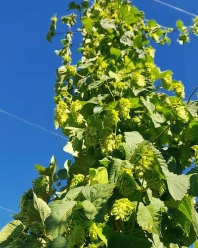 470574306_951114353599916_2450281082982334929_n (1).jpg